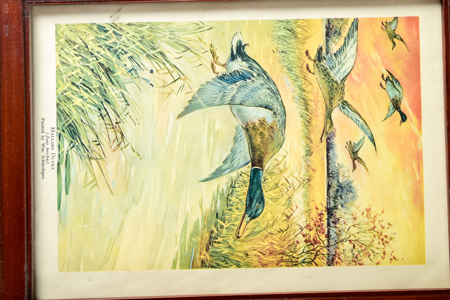 Duck Hunting Print Trio