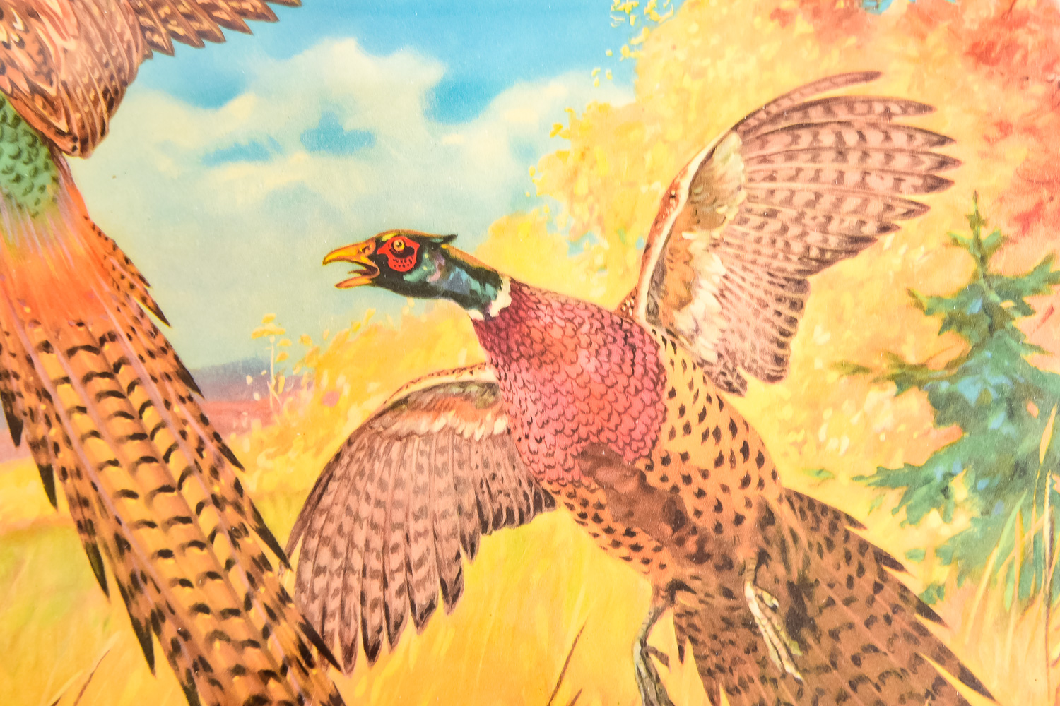 Pair of Pheasant Prints