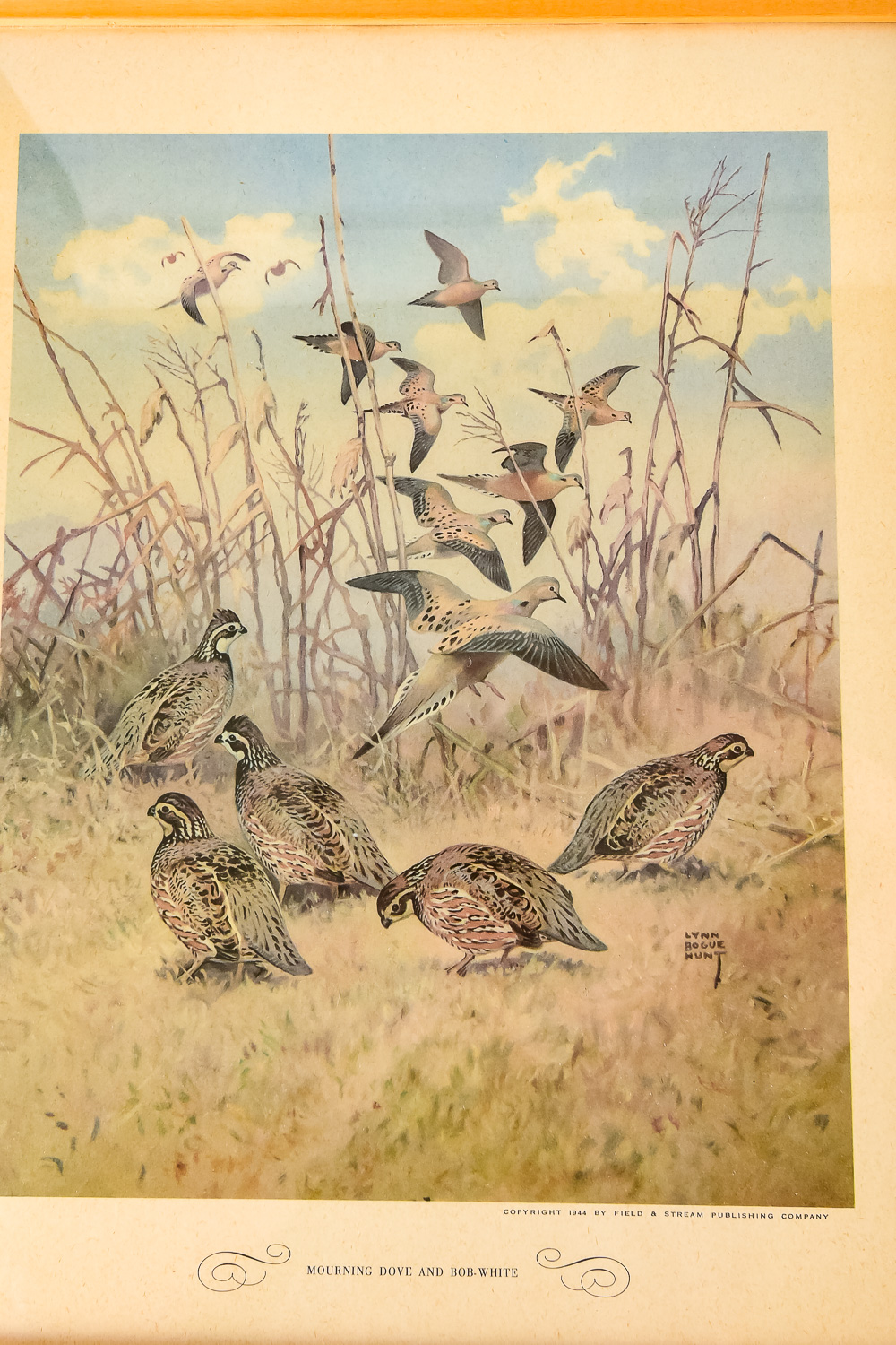 Pair of Vintage Wild Bird Prints