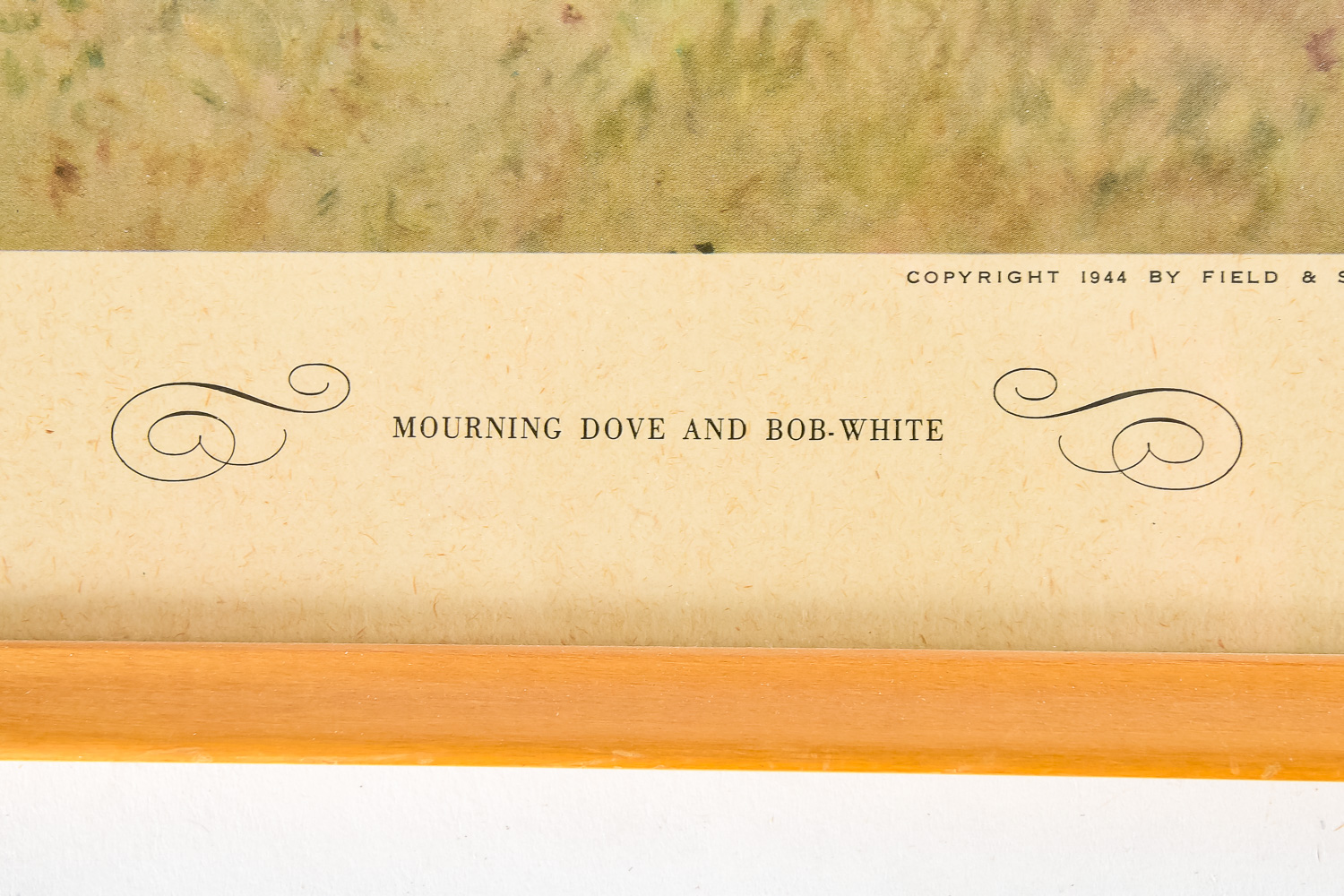 Pair of Vintage Wild Bird Prints