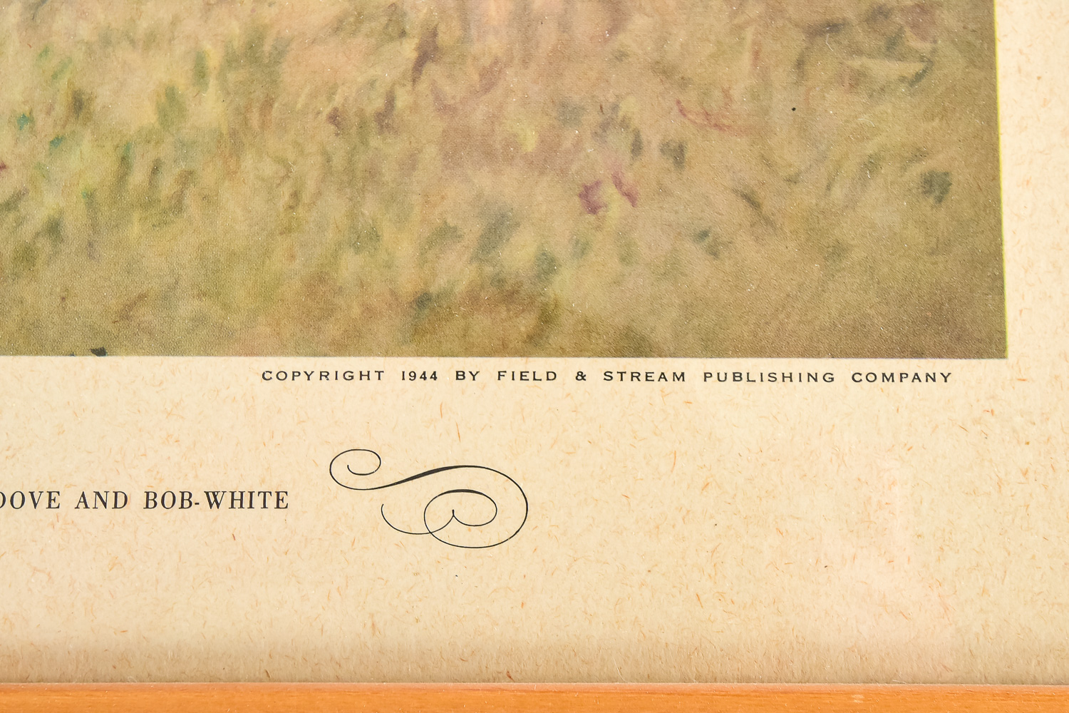 Pair of Vintage Wild Bird Prints