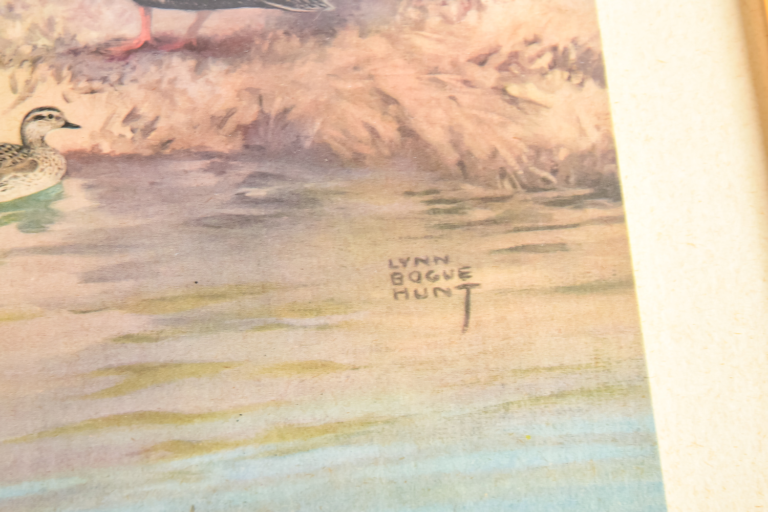 Pair of Vintage Wild Bird Prints