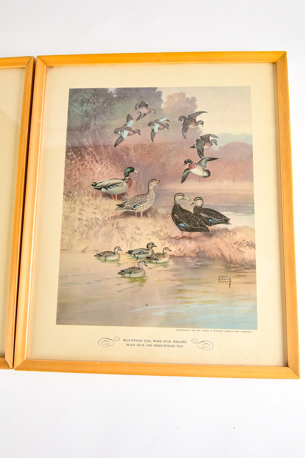 Pair of Vintage Wild Bird Prints