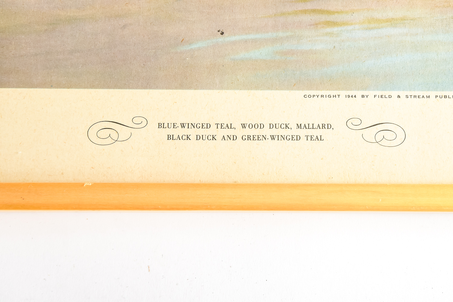 Pair of Vintage Wild Bird Prints