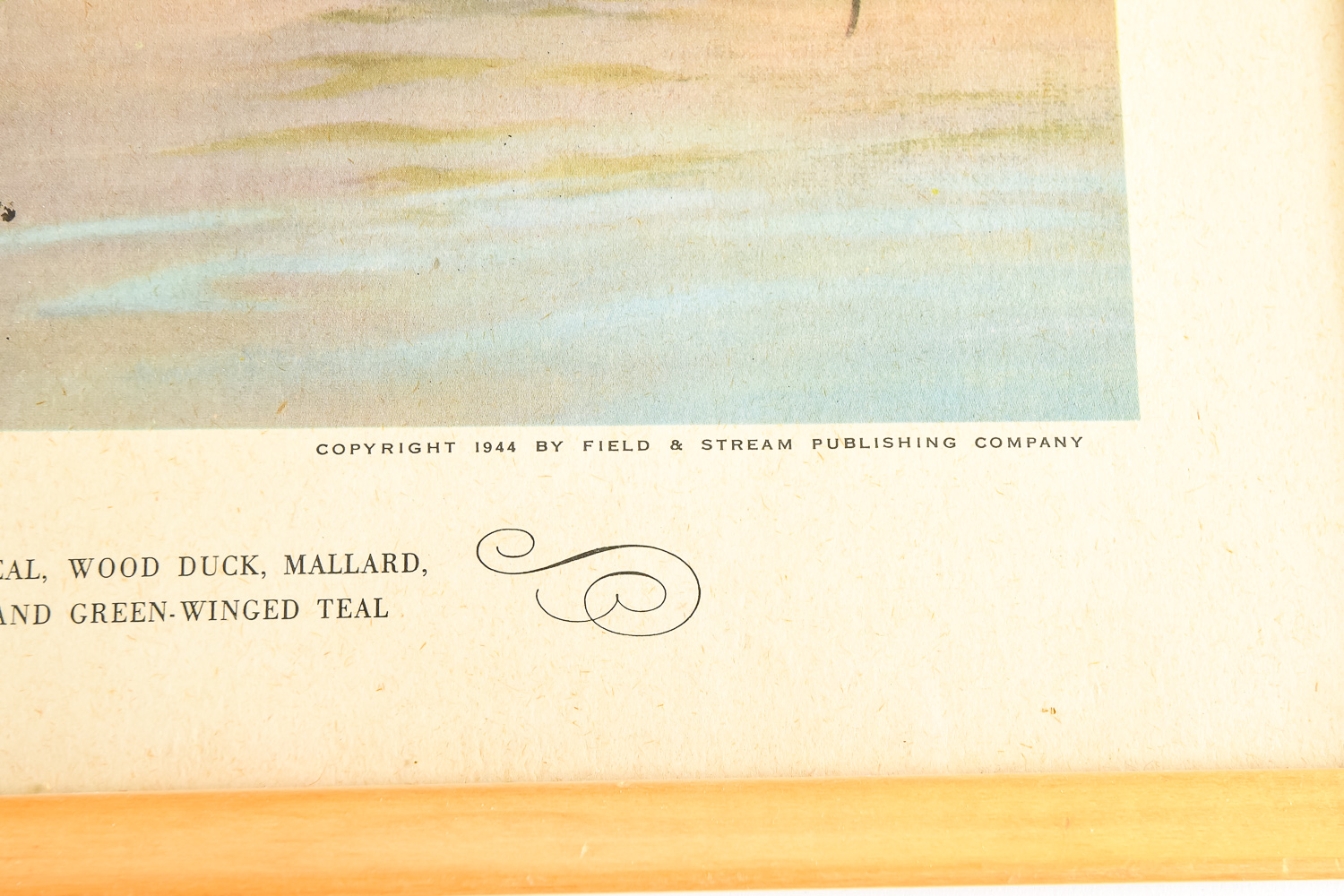 Pair of Vintage Wild Bird Prints