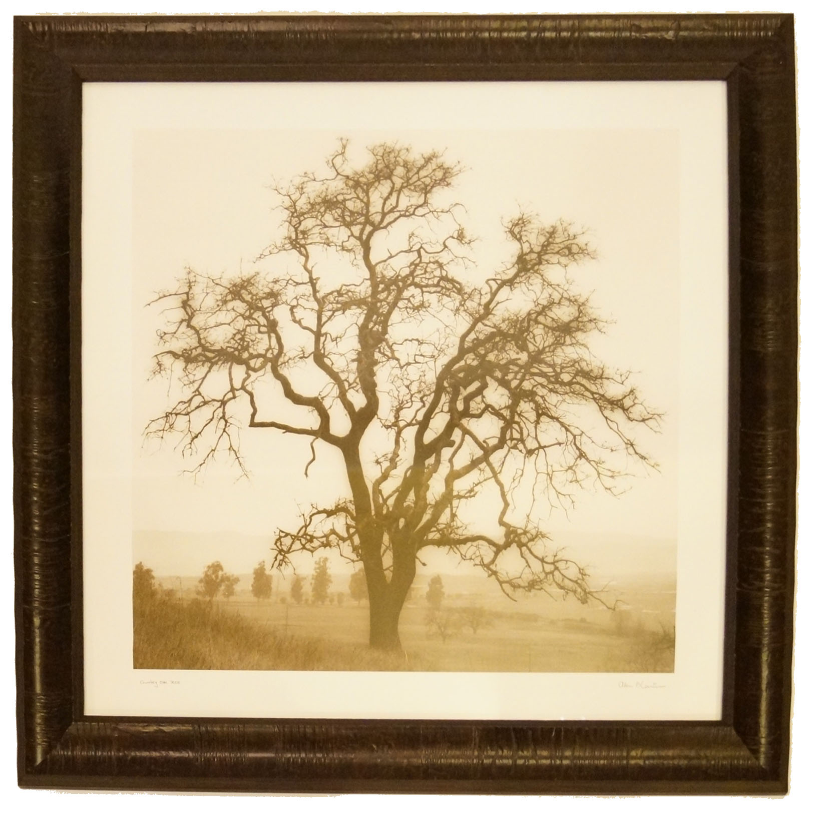 Photograph of a Tree