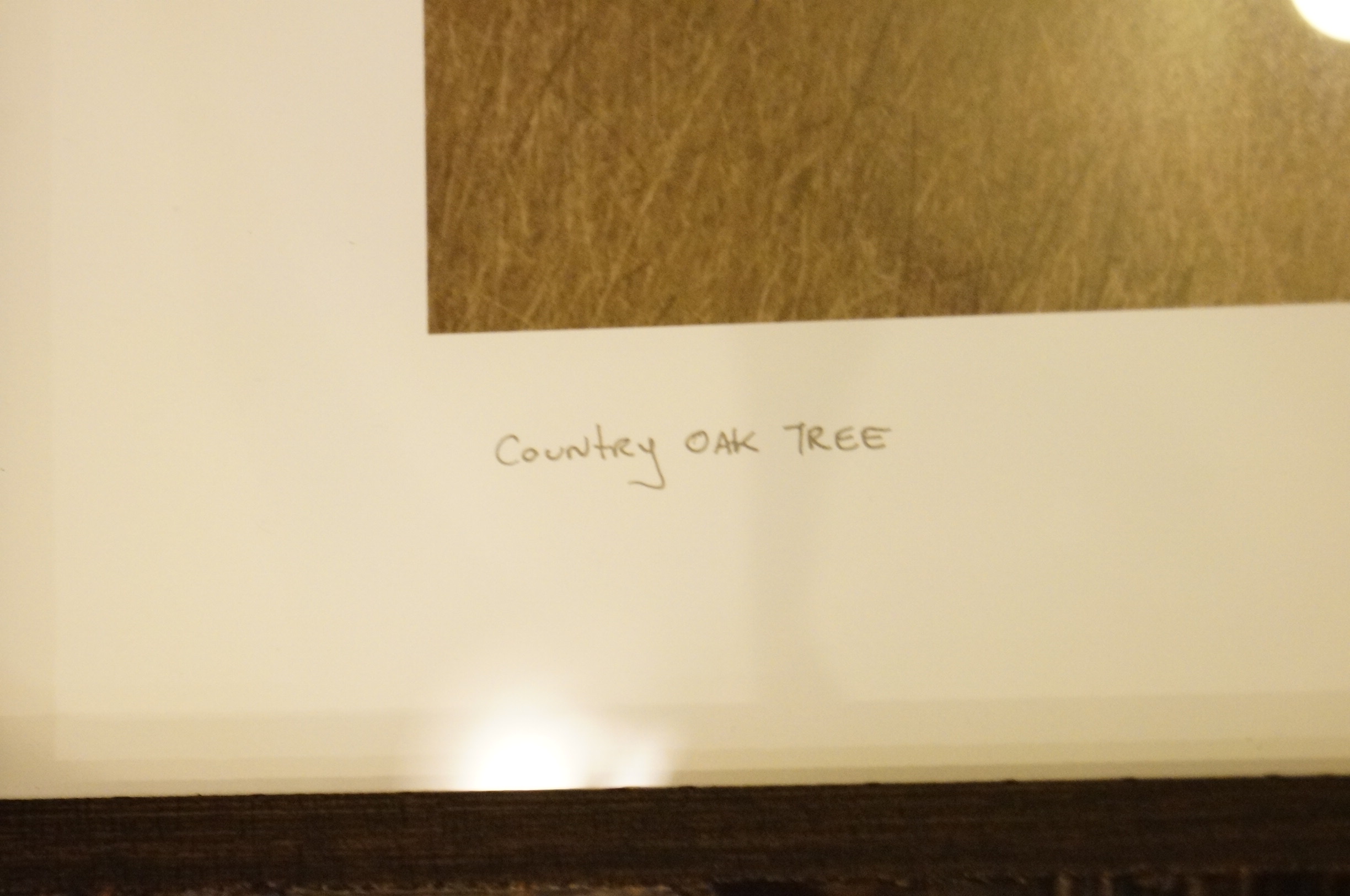 Photograph of a Tree