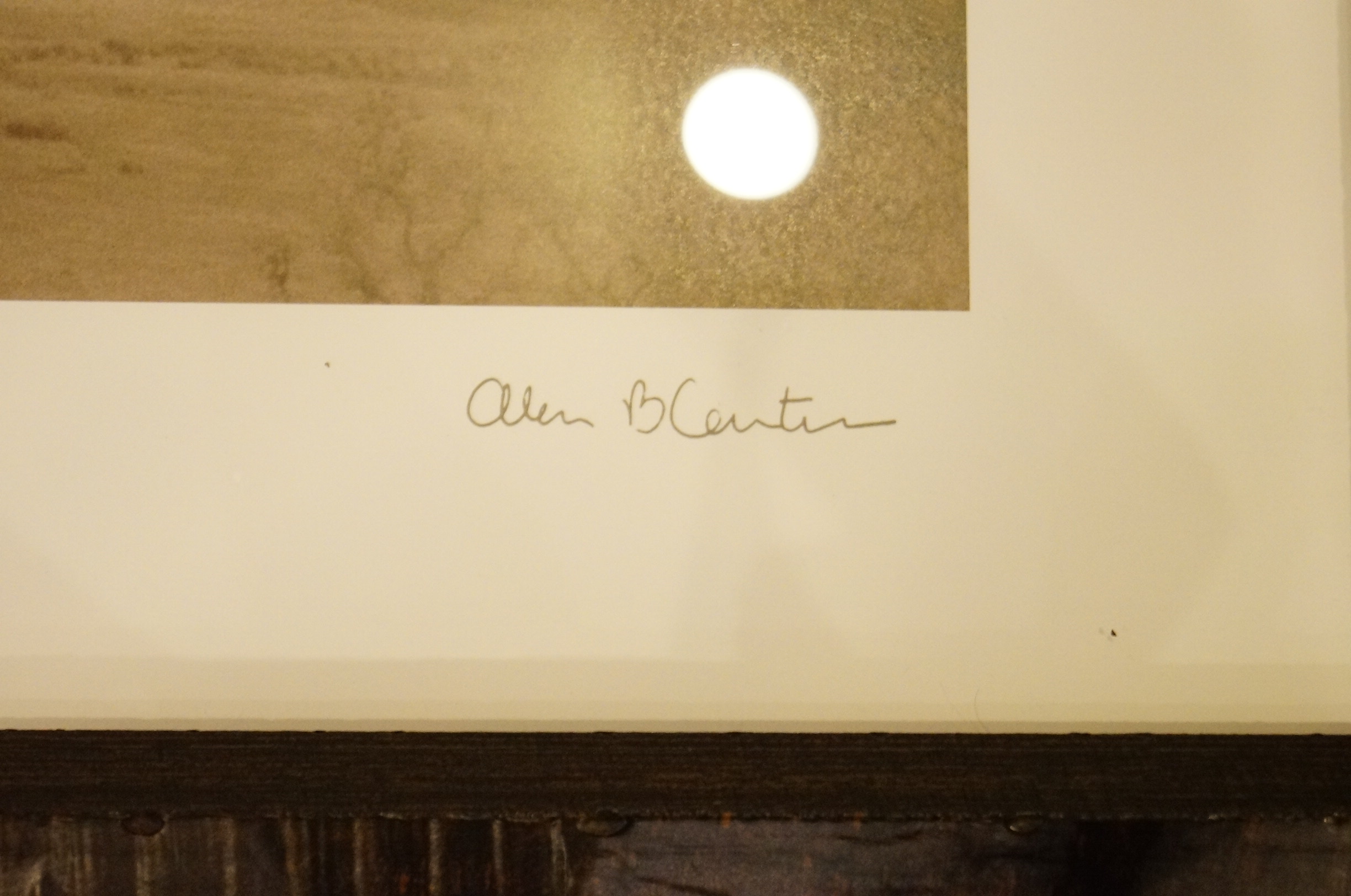 Photograph of a Tree