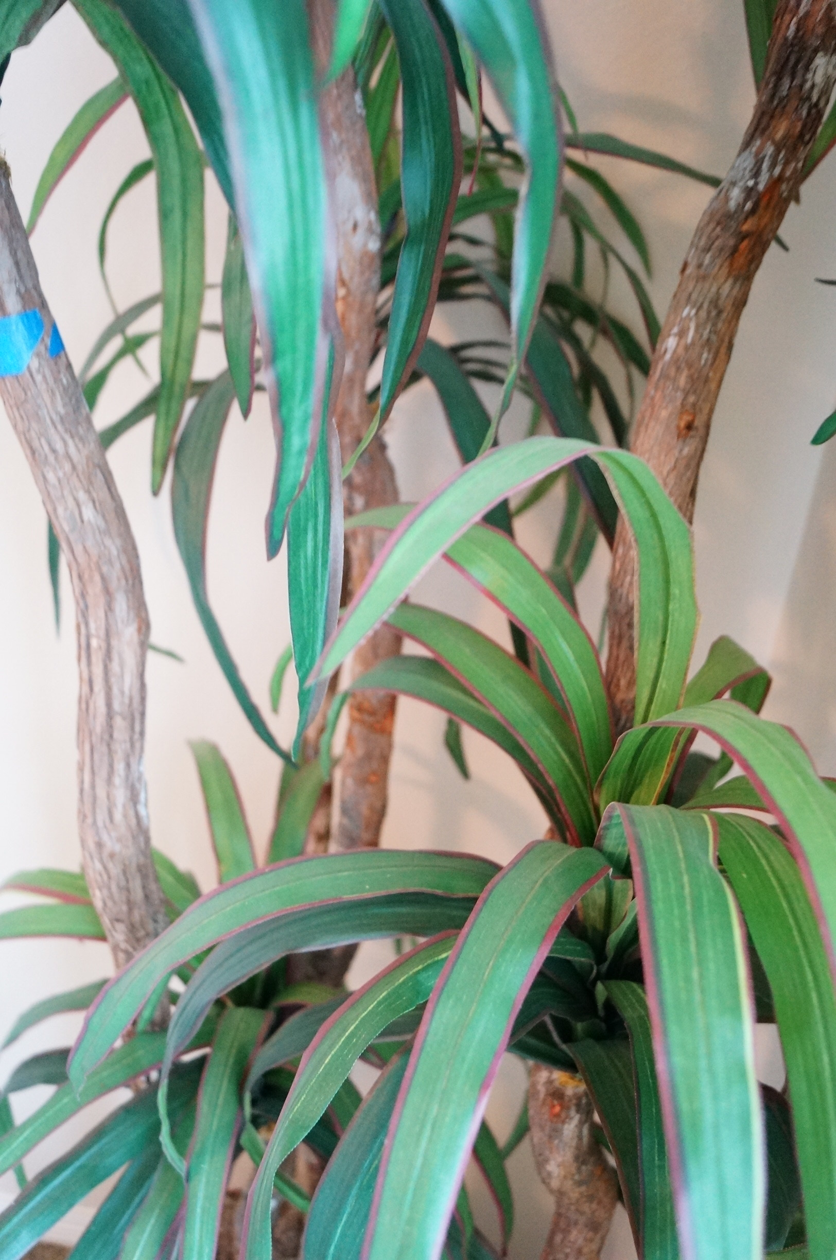 Tall Faux Tree in Woven Basket