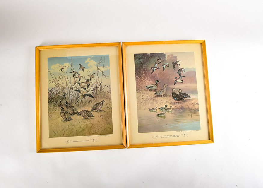 Pair of Vintage Wild Bird Prints