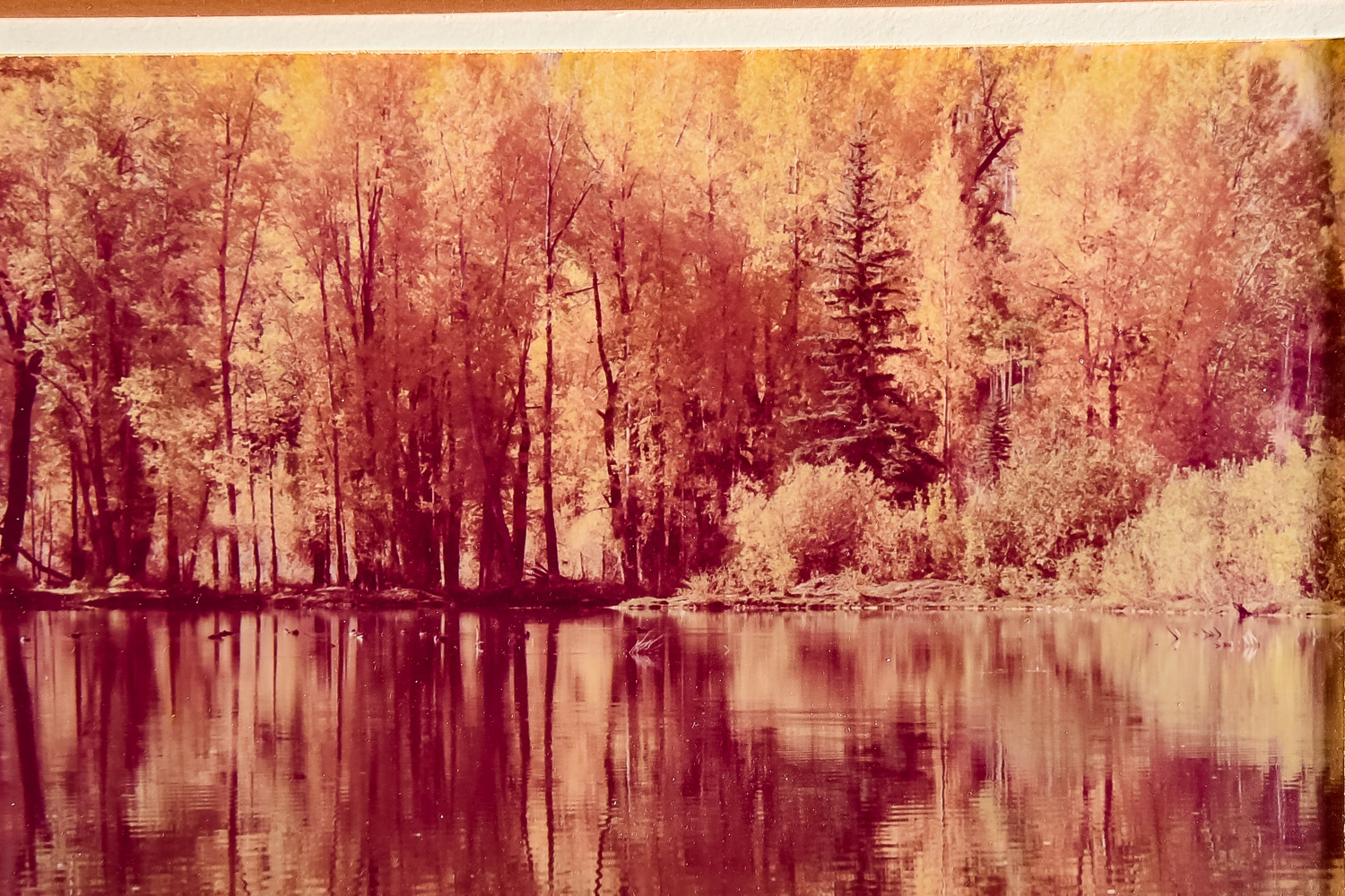 Vintage Art Gore Scenic Woodland Lake Signed Photograph