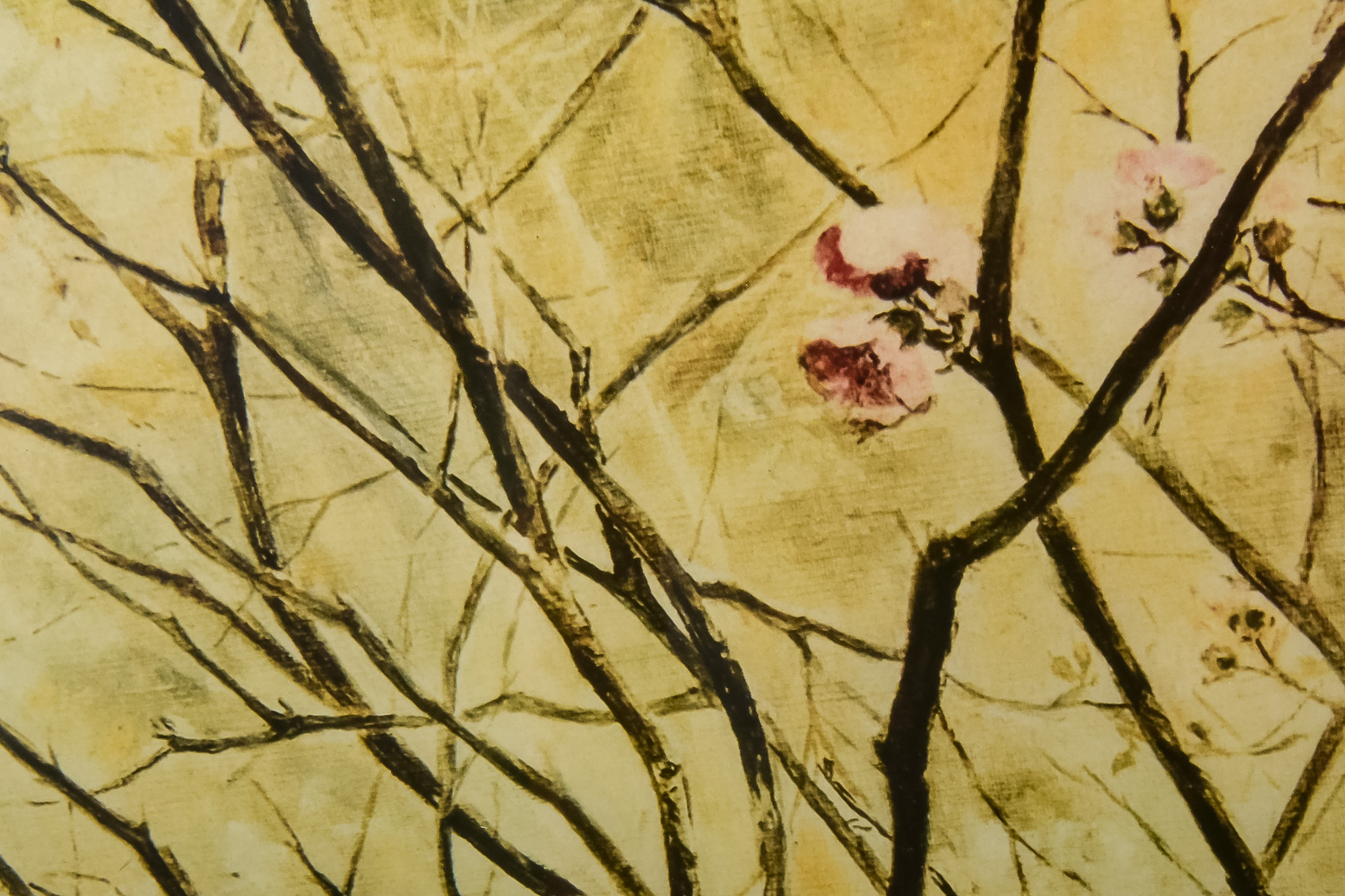 "Flowering Quince" Framed Vintage Print by Jane Chenoweth