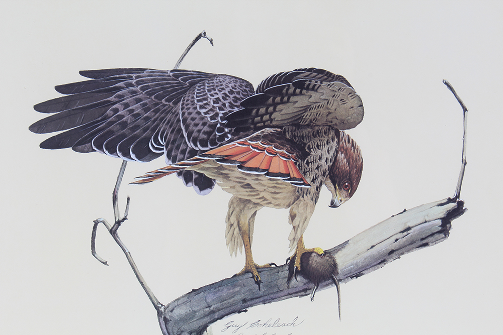 Signed Guy Coheleach "The Redtail Hawk" Lithograph
