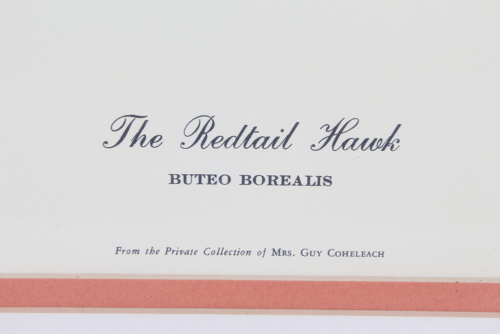 Signed Guy Coheleach "The Redtail Hawk" Lithograph