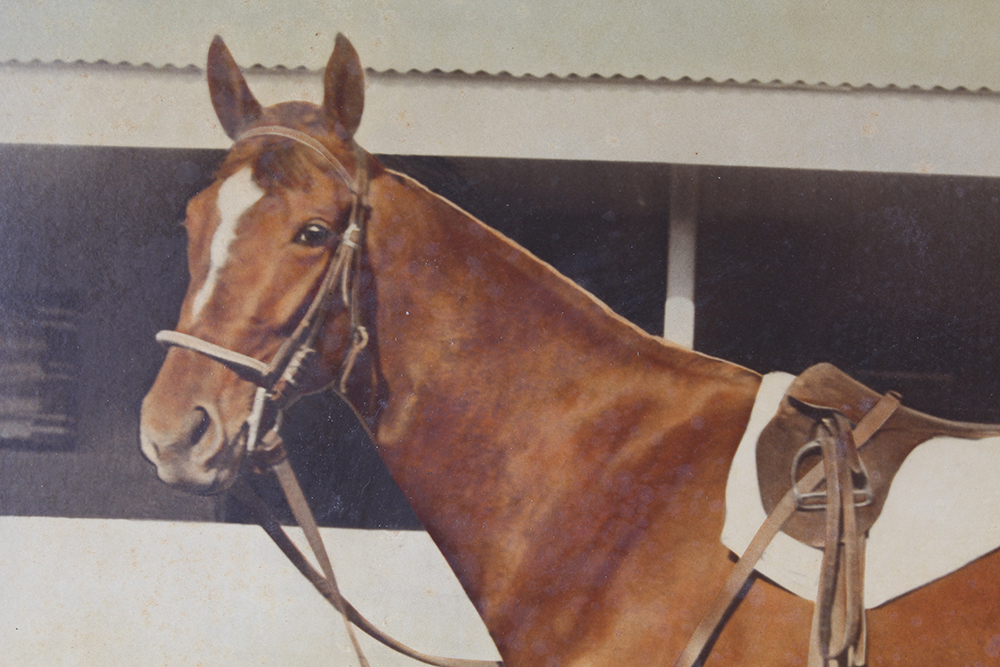 Framed Equine Prints Titled "Tamboro" and "Teck"