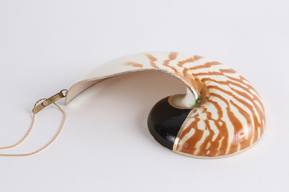 Unique Nature's Jewelry Shell Necklace