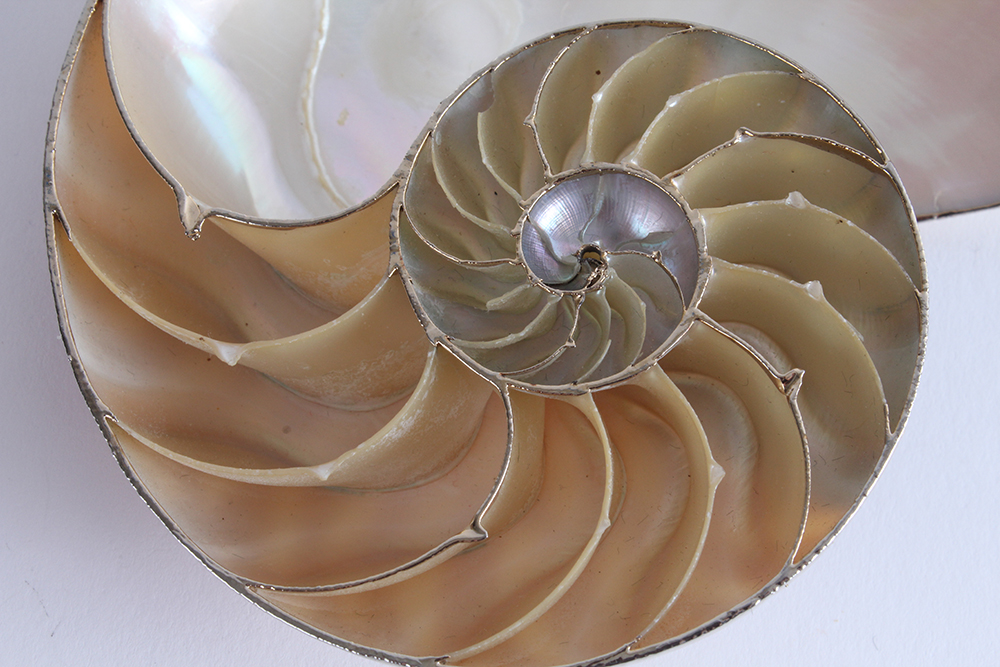 Unique Nature's Jewelry Shell Necklace