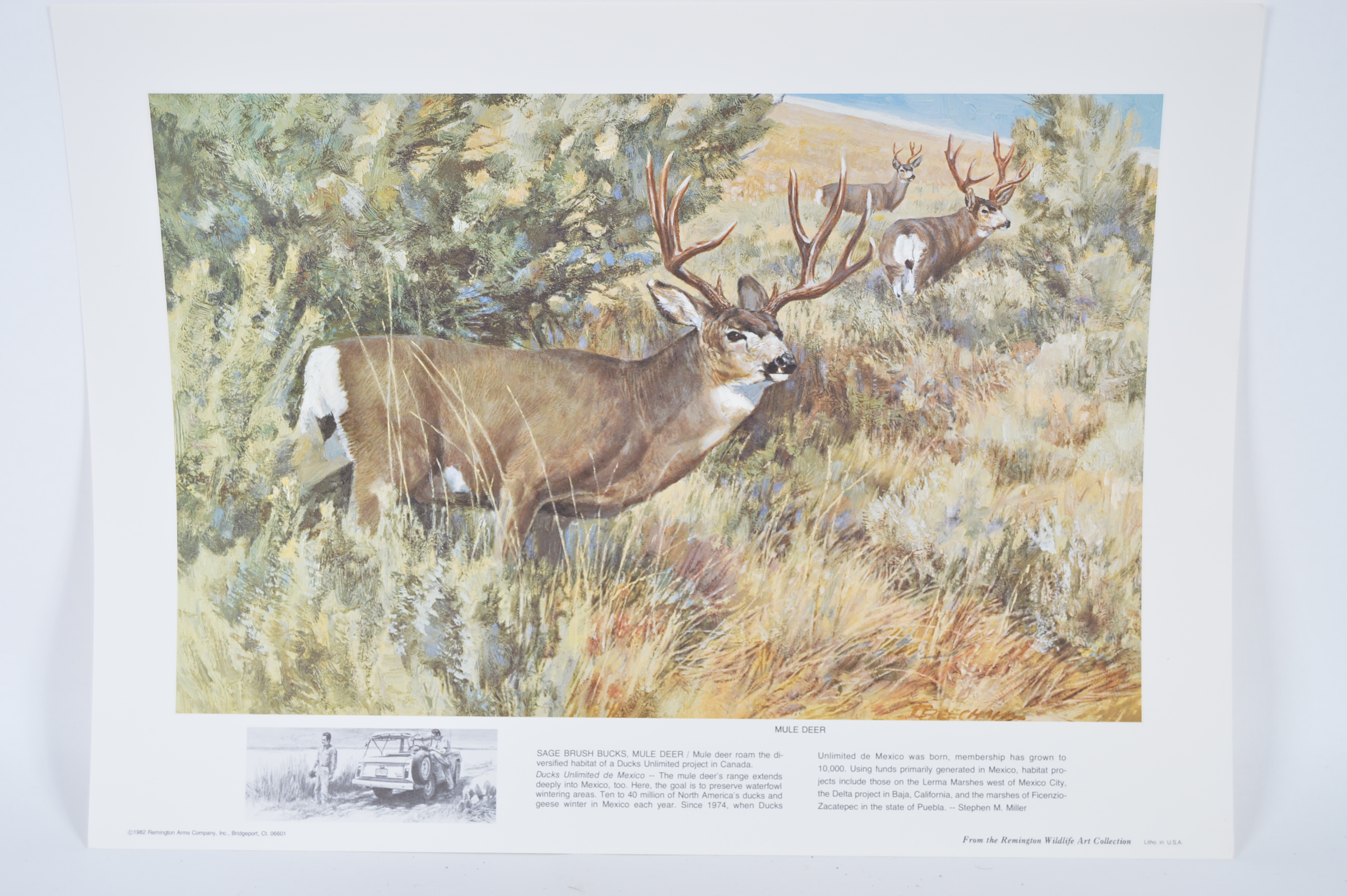 Limited Edition Unframed Remington Arms Company Lithographs