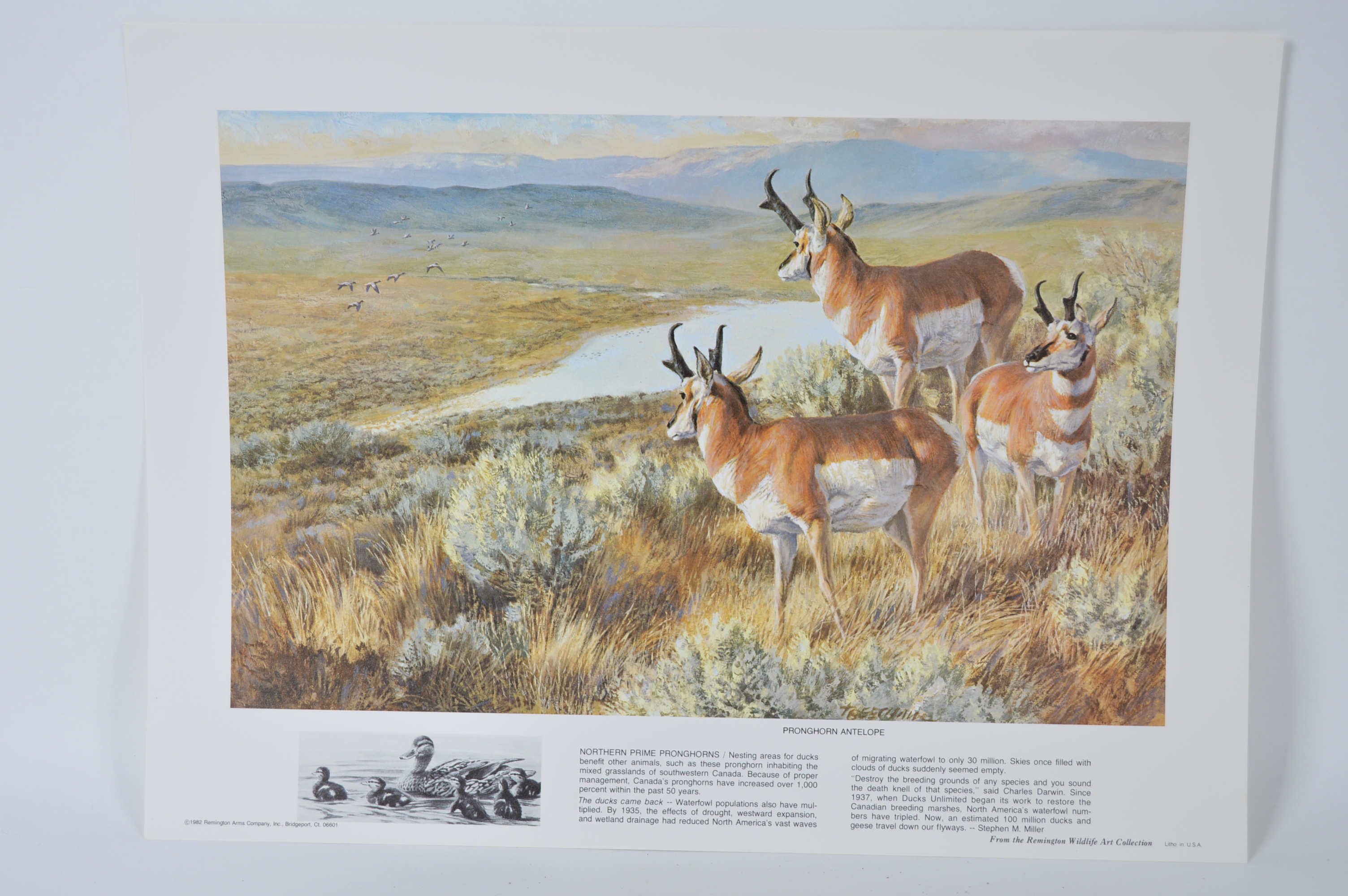 Limited Edition Unframed Remington Arms Company Lithographs