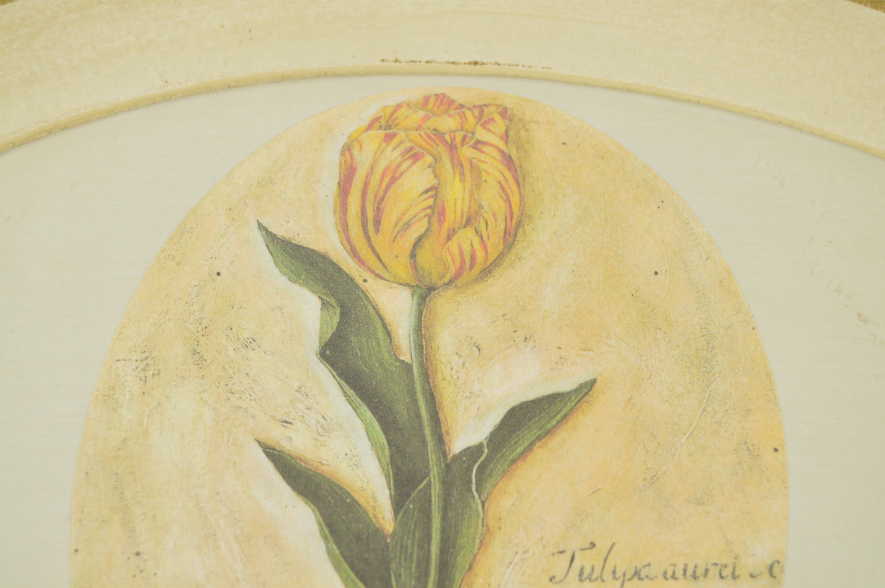 Framed Charleston, S.C. and Massachusetts Shell Prints