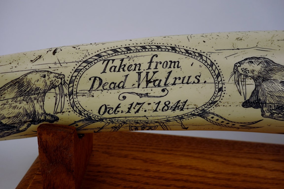 Reproduction Scrimshaw Walrus Tusk