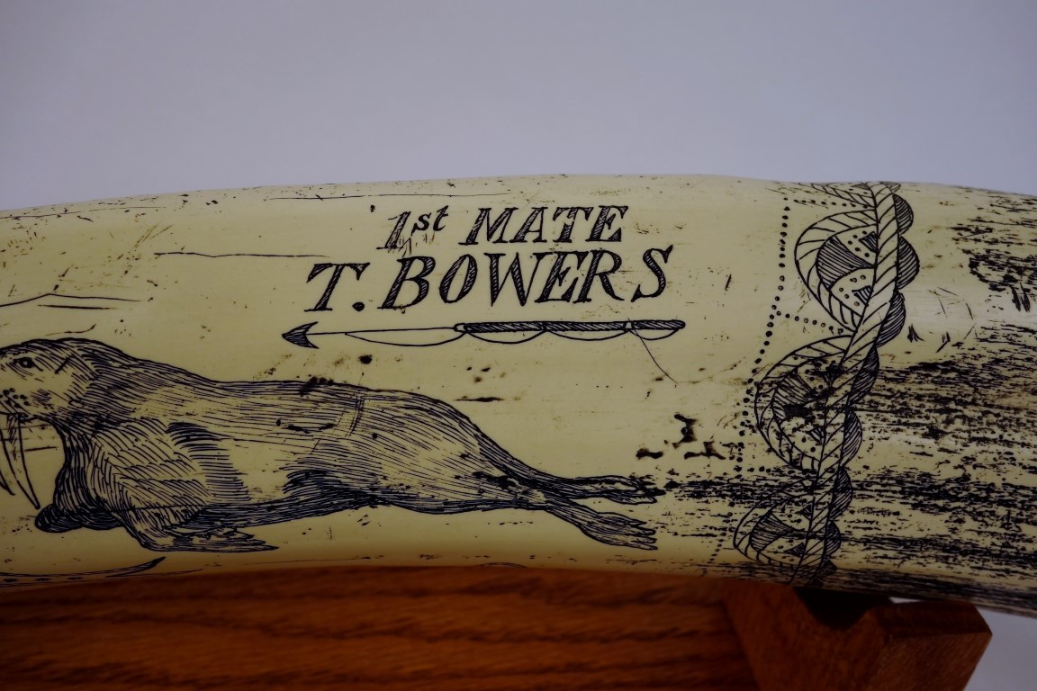 Reproduction Scrimshaw Walrus Tusk