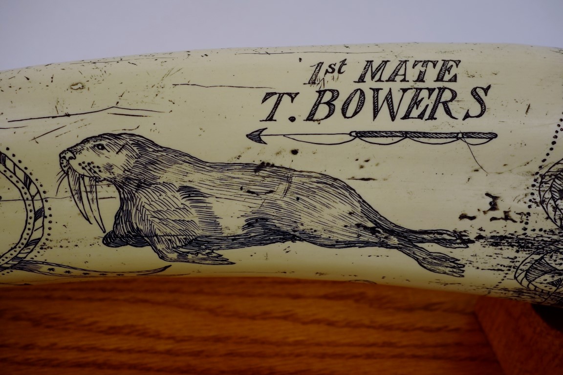 Reproduction Scrimshaw Walrus Tusk