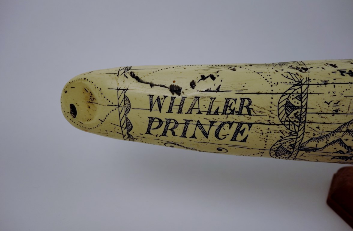 Reproduction Scrimshaw Walrus Tusk