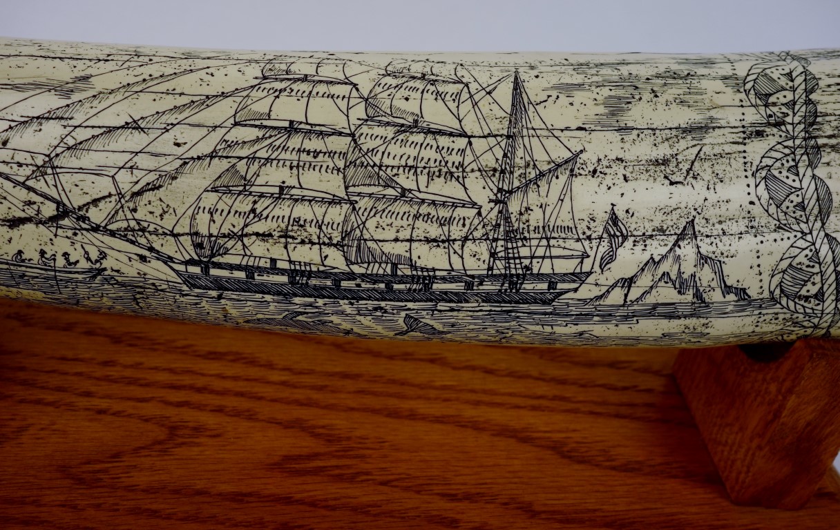 Reproduction Scrimshaw Walrus Tusk