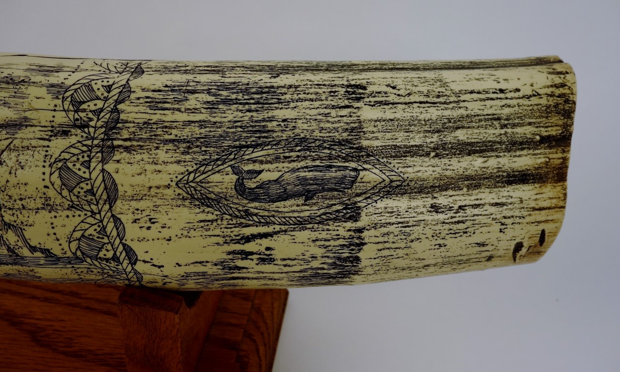 Reproduction Scrimshaw Walrus Tusk
