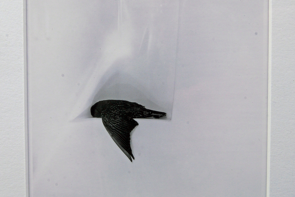 Pair of Framed Artwork