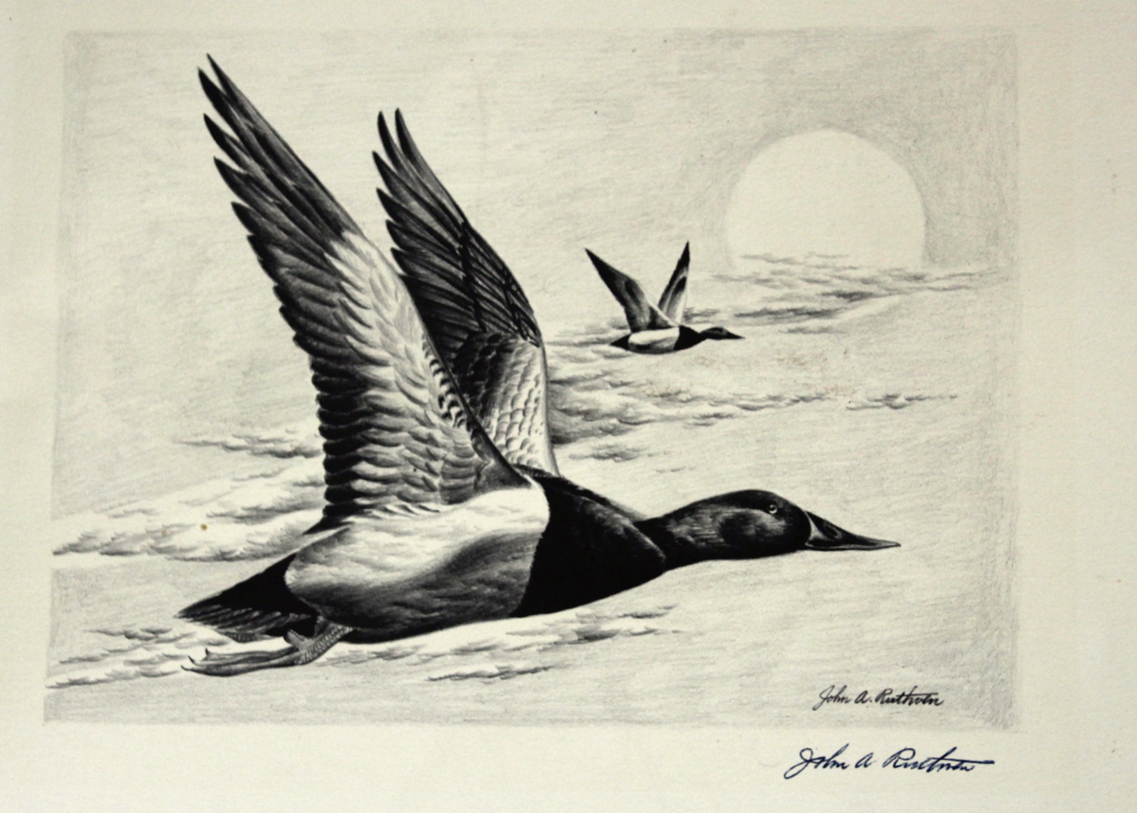 John Ruthven Stone Lithograph Print of Canvasback Ducks on the Wing