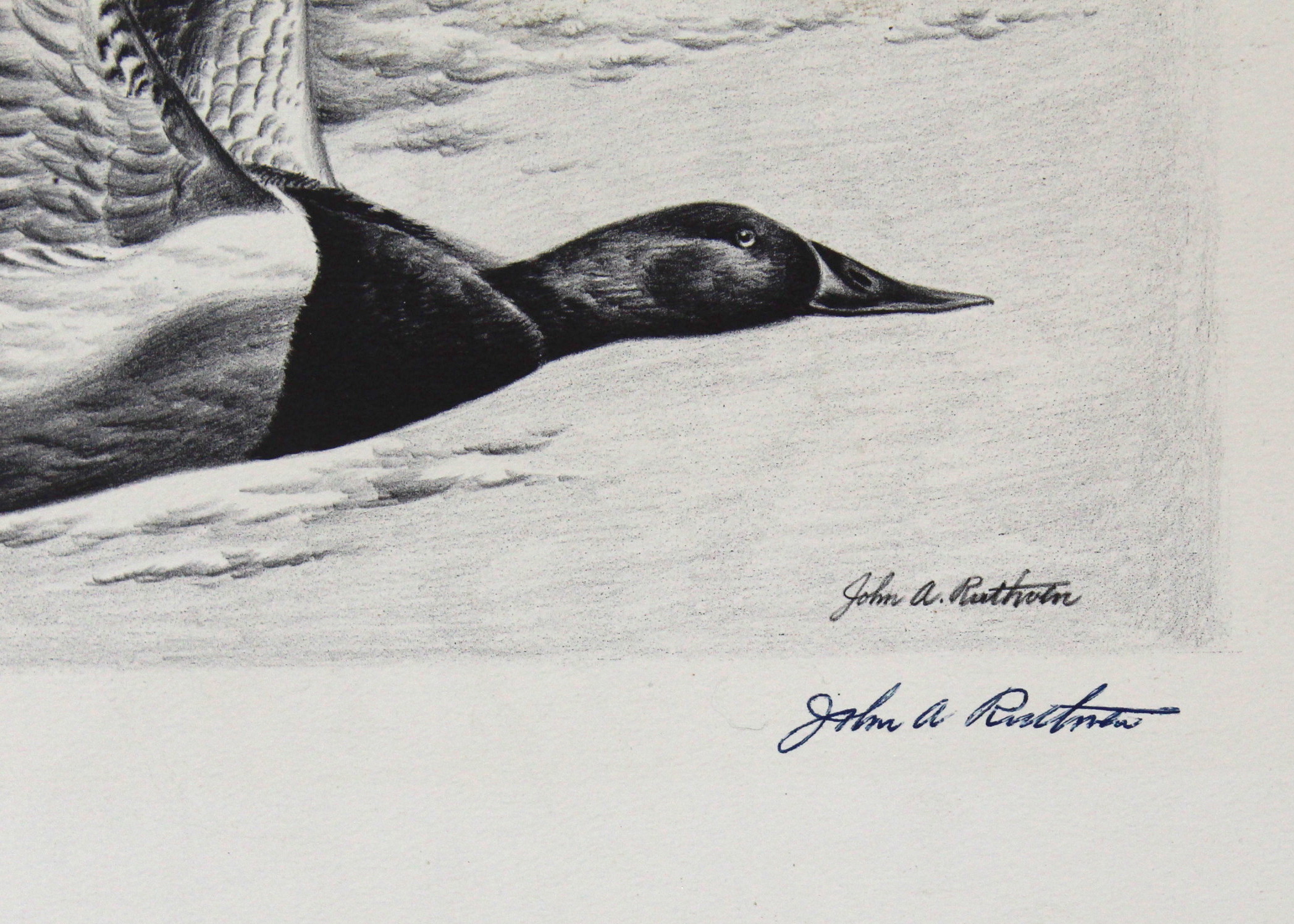 John Ruthven Stone Lithograph Print of Canvasback Ducks on the Wing