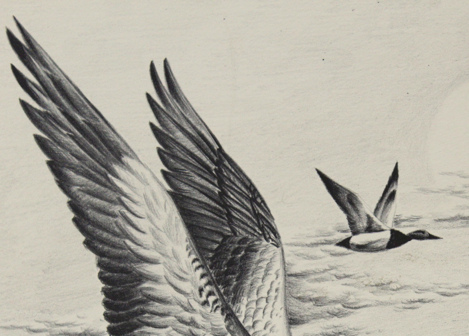 John Ruthven Stone Lithograph Print of Canvasback Ducks on the Wing