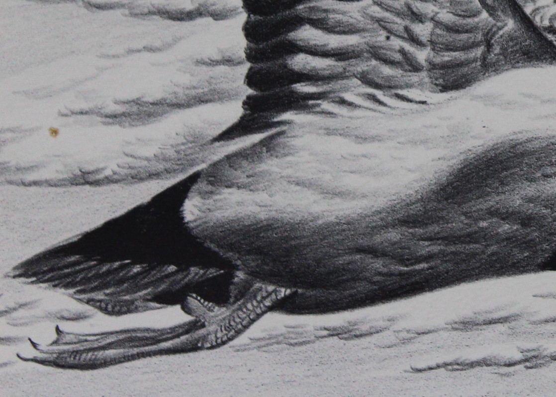 John Ruthven Stone Lithograph Print of Canvasback Ducks on the Wing