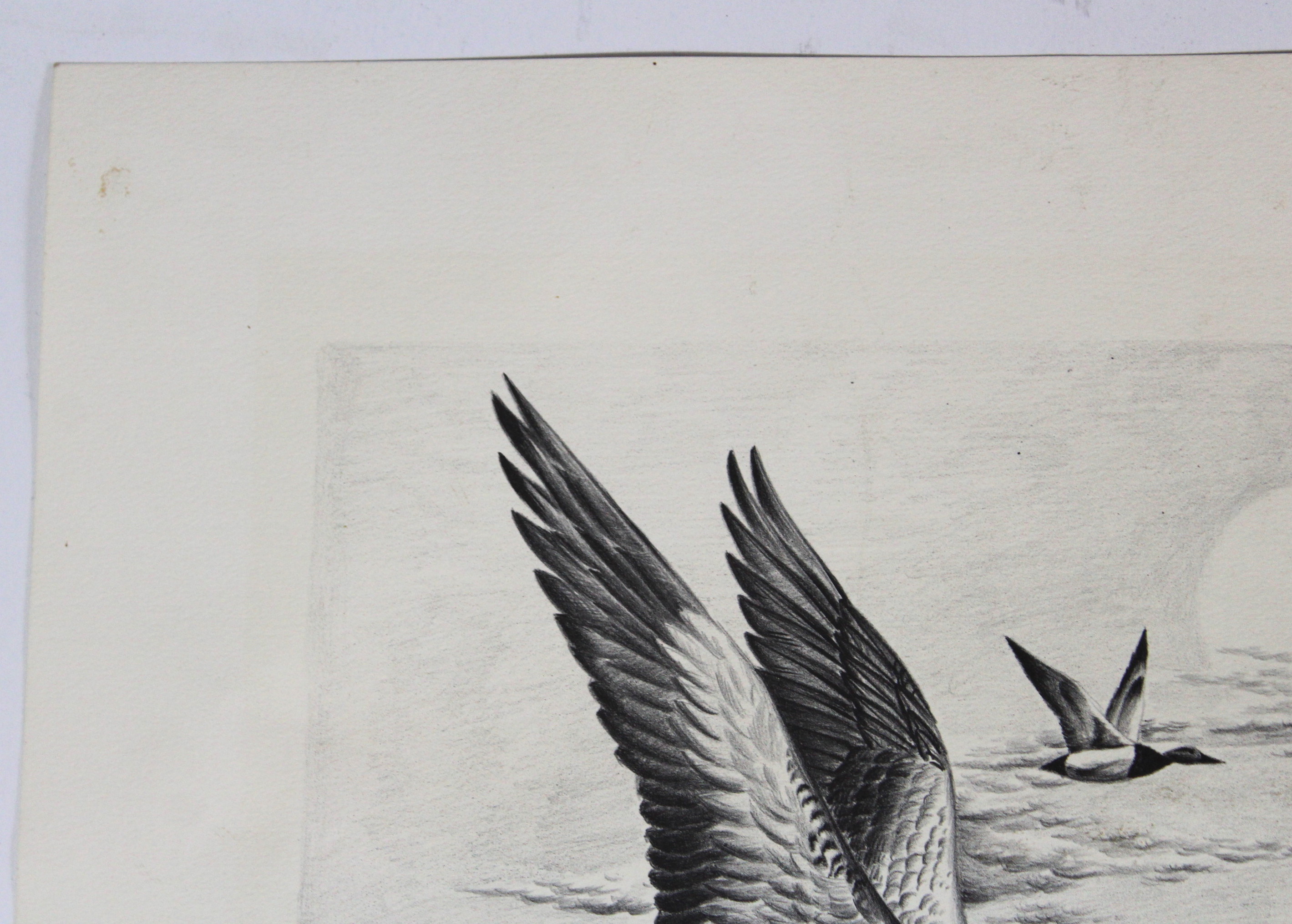 John Ruthven Stone Lithograph Print of Canvasback Ducks on the Wing