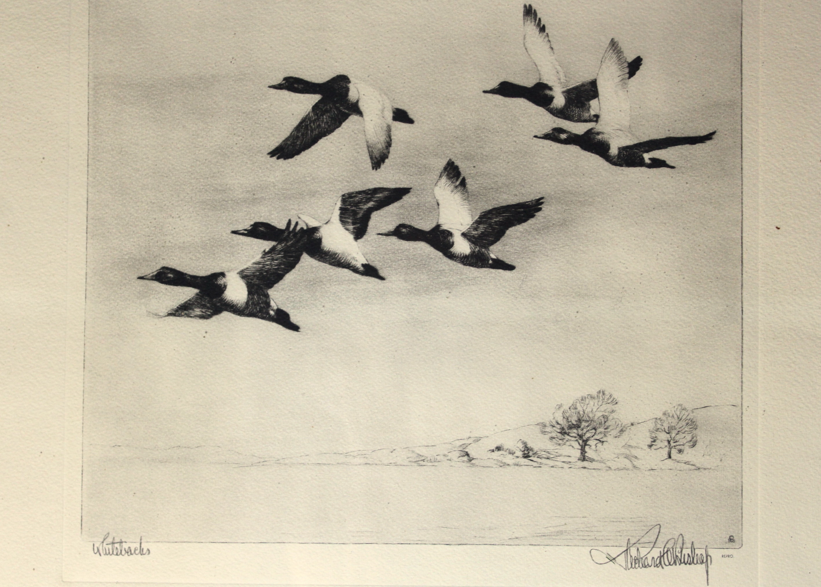 Richard E. Bishop "Whitebacks" Print