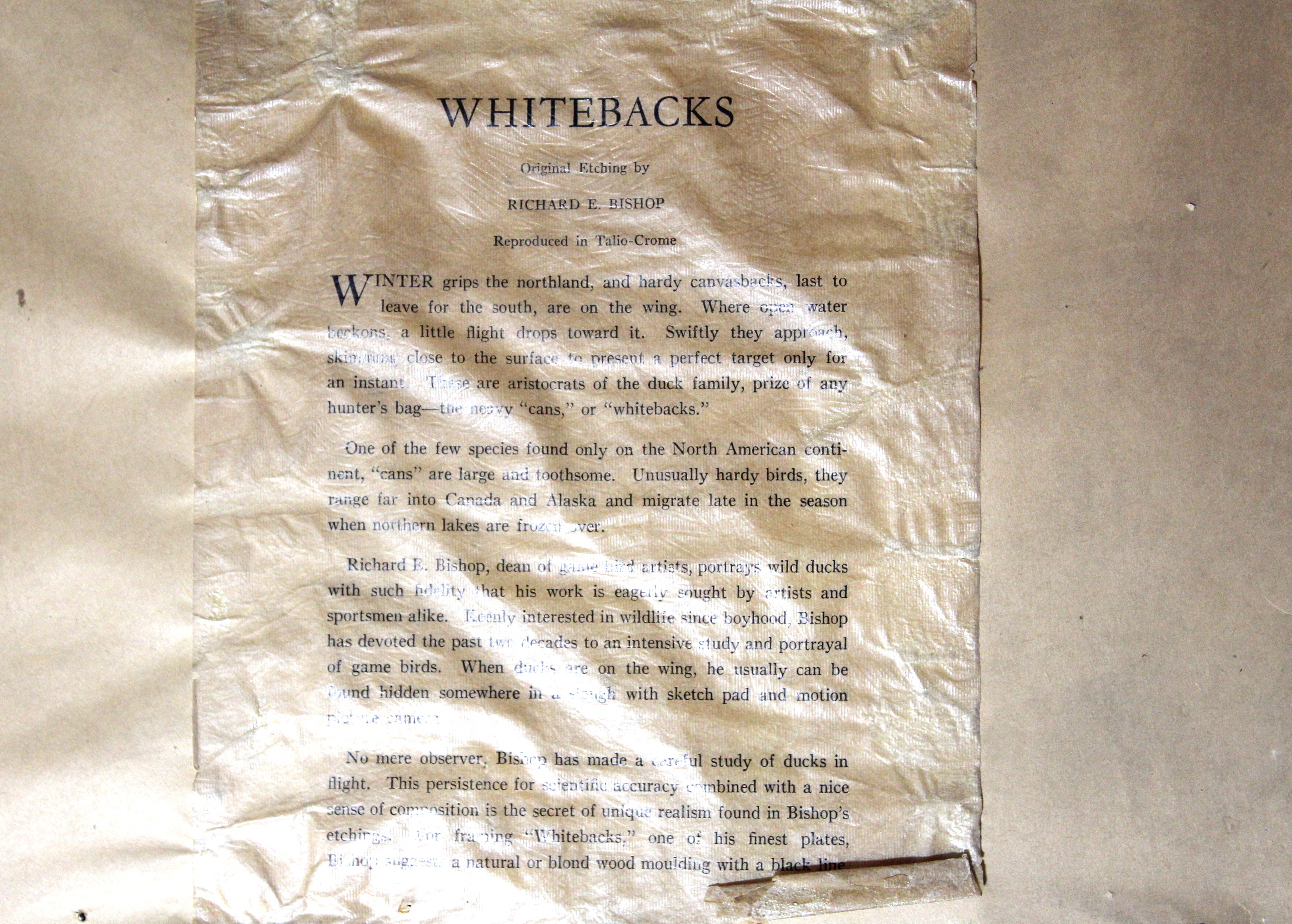 Richard E. Bishop "Whitebacks" Print