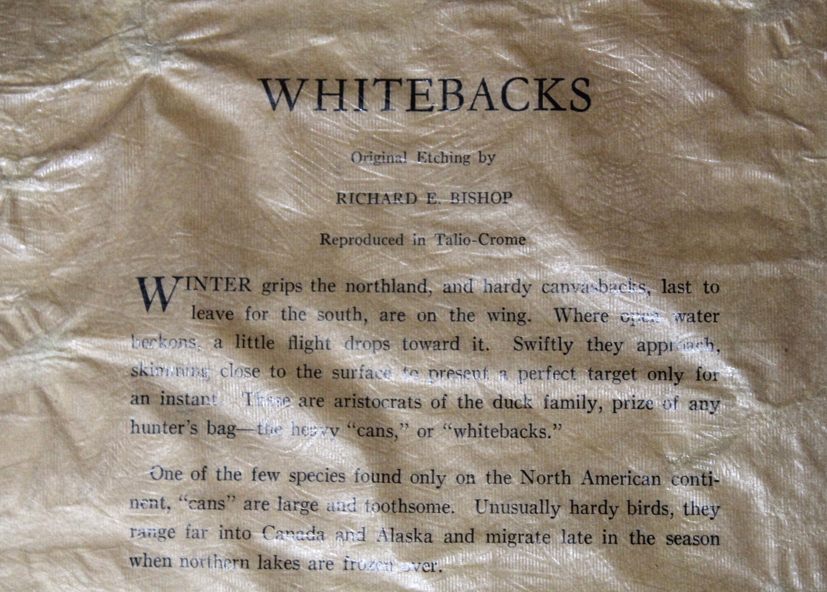 Richard E. Bishop "Whitebacks" Print