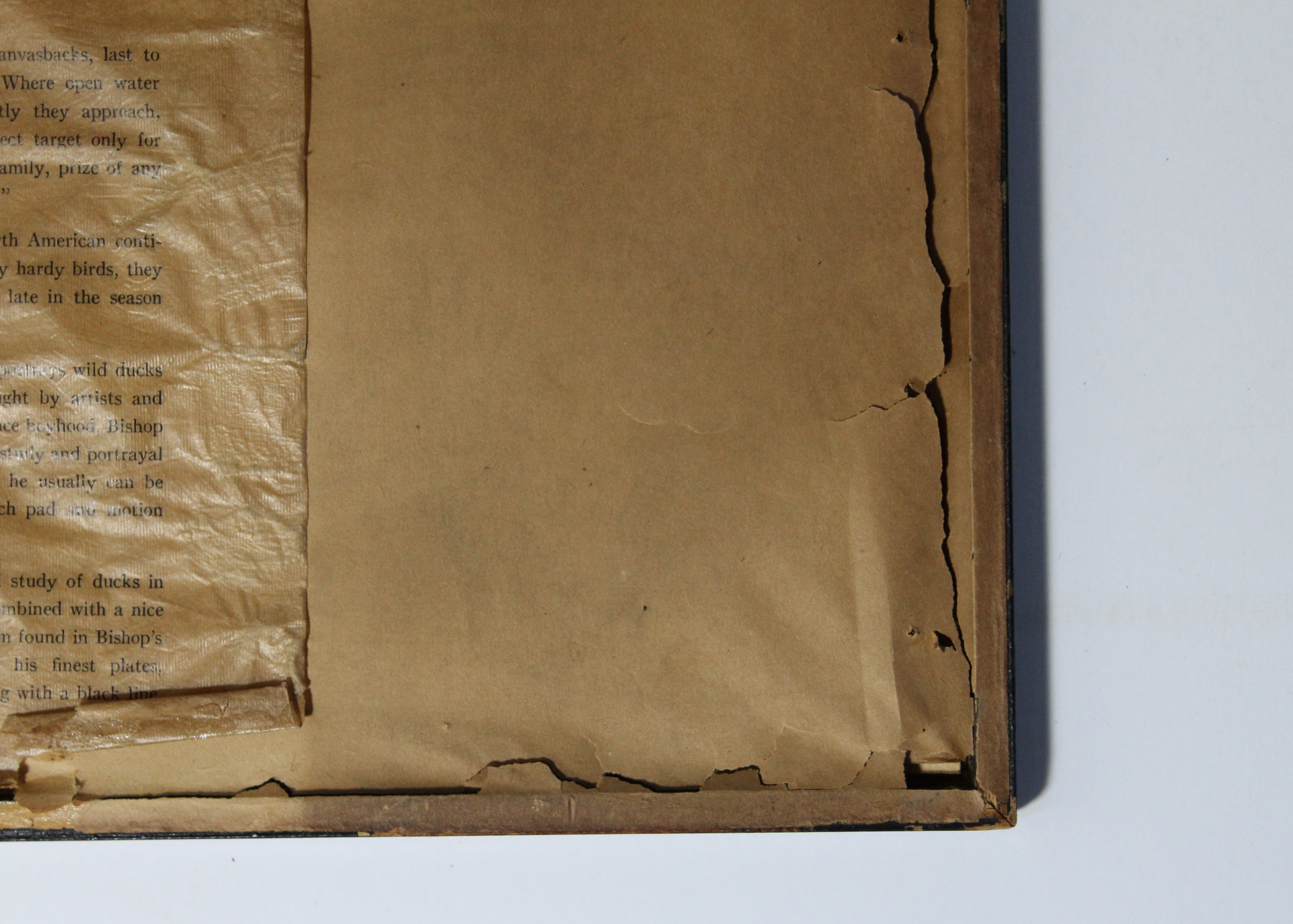 Richard E. Bishop "Whitebacks" Print