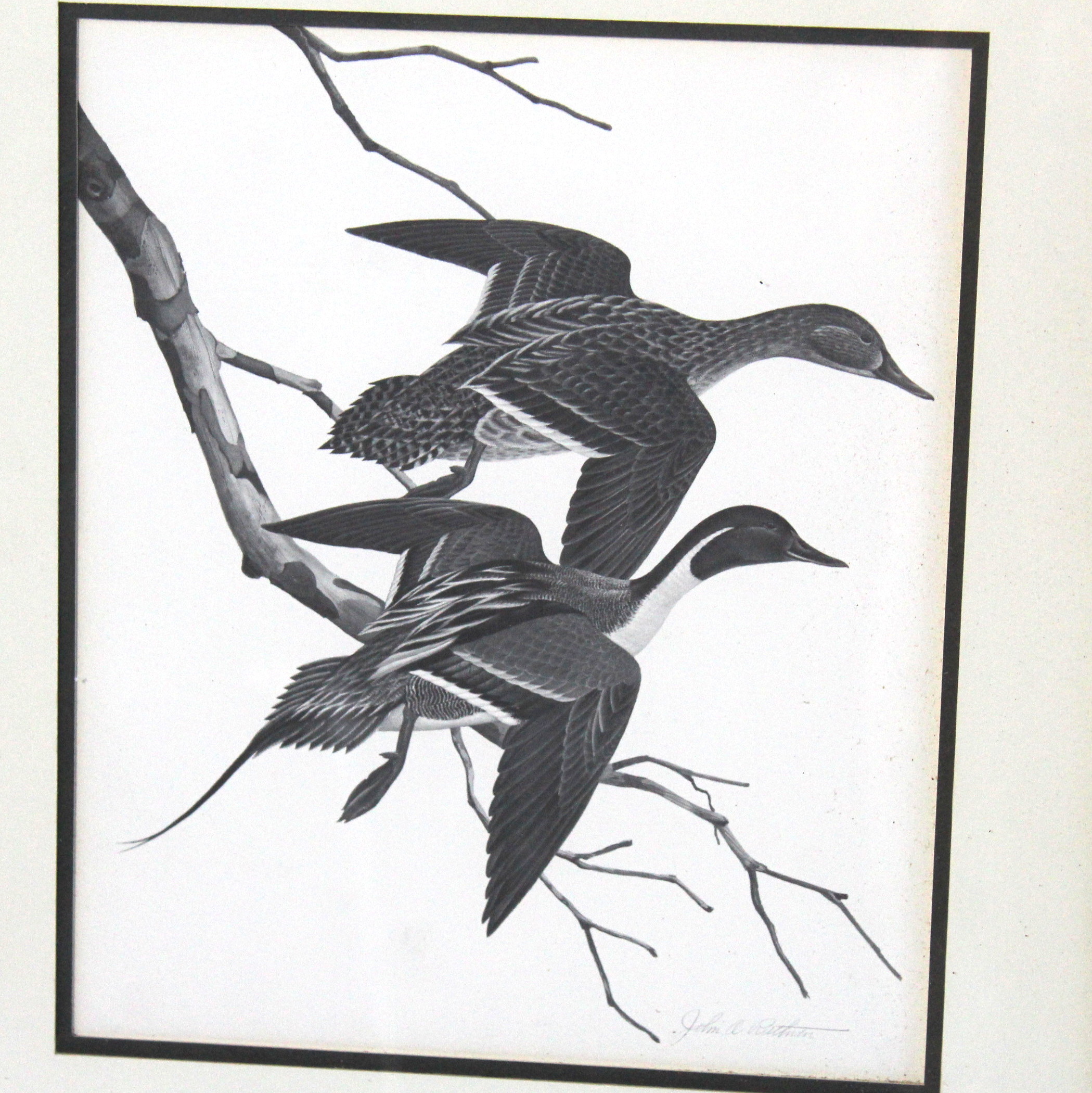 John Ruthven Offset Lithograph "Pintails"