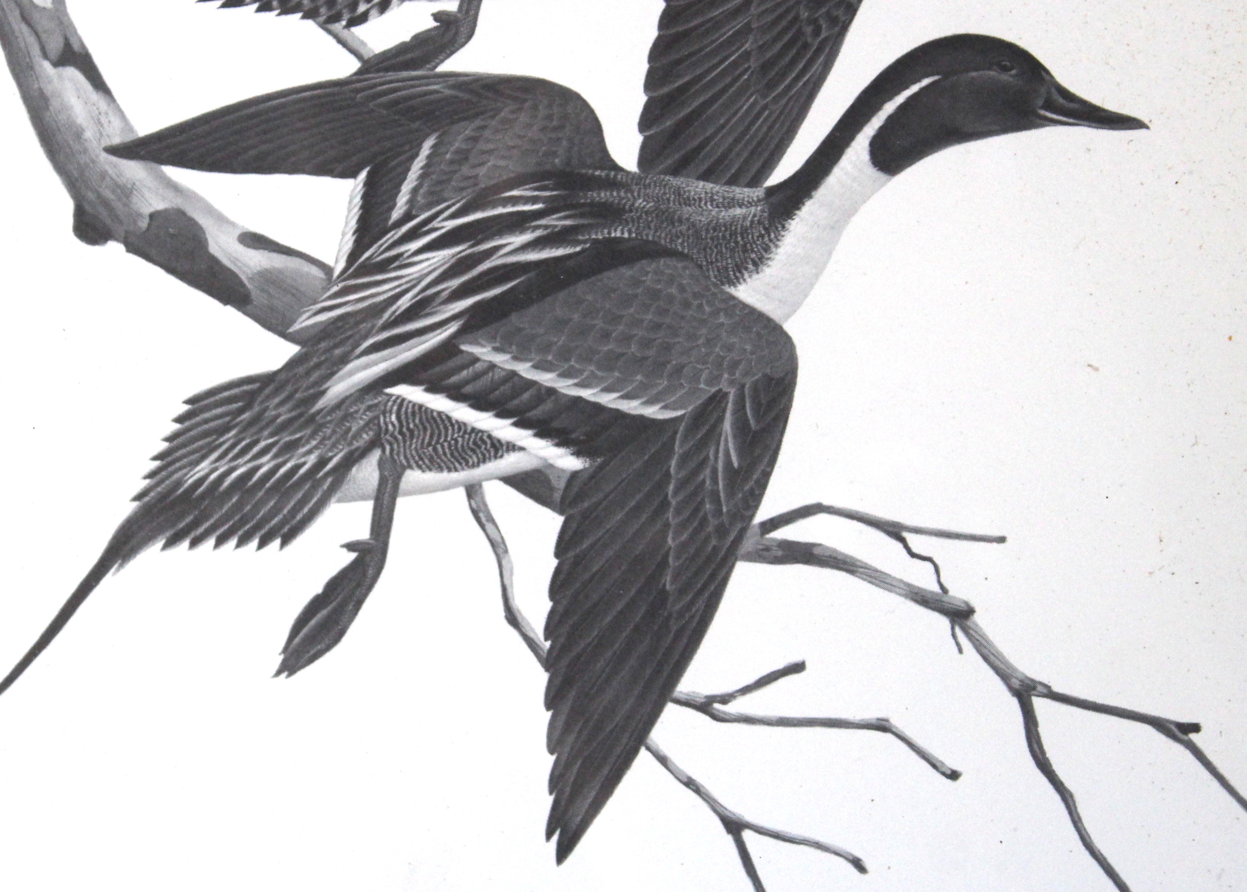 John Ruthven Offset Lithograph "Pintails"