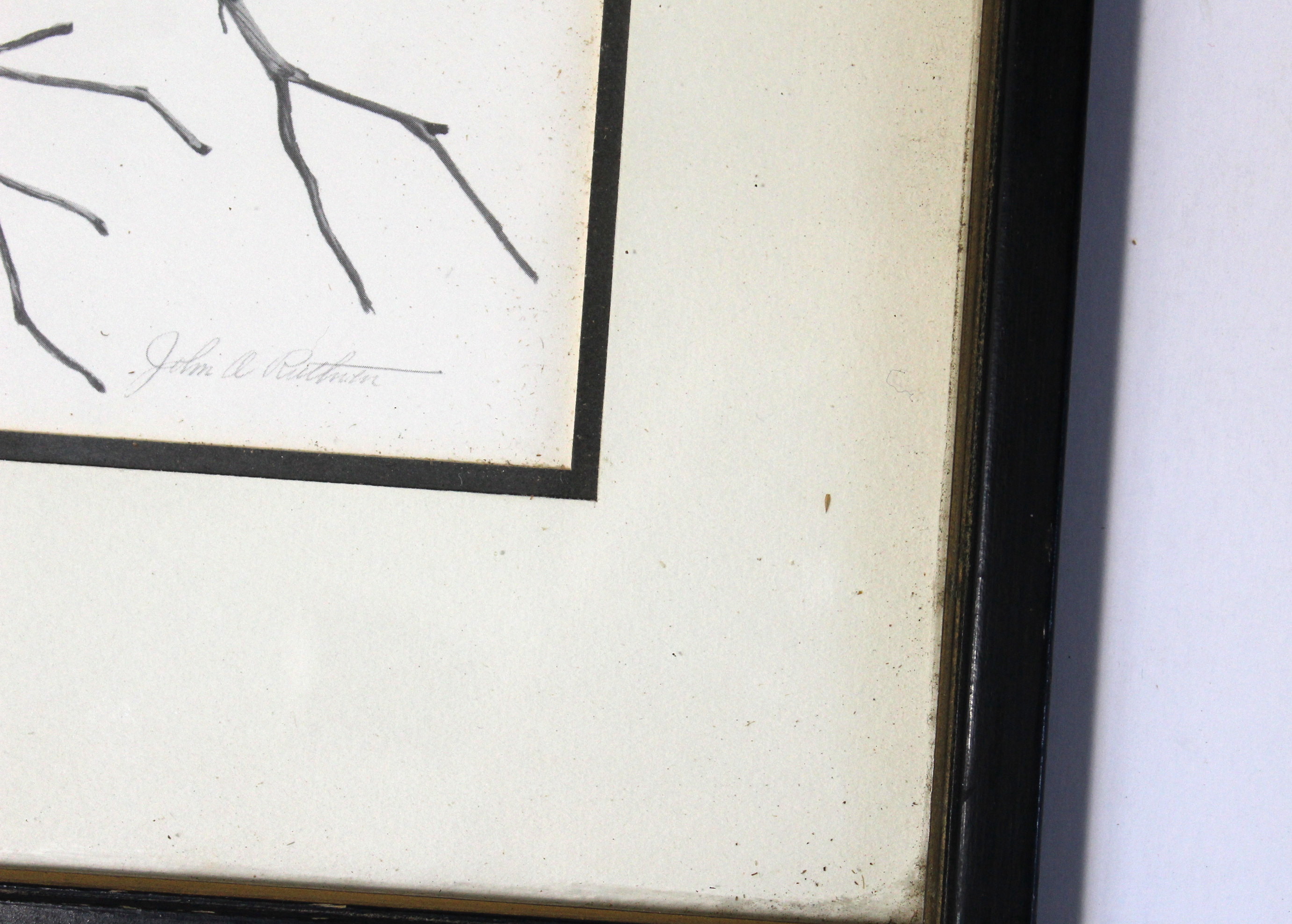 John Ruthven Offset Lithograph "Pintails"