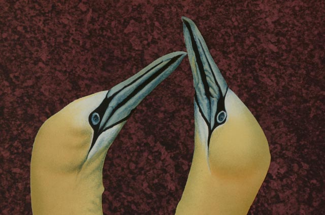 Michael Jay Knigin Lithograph "Royal Applause"