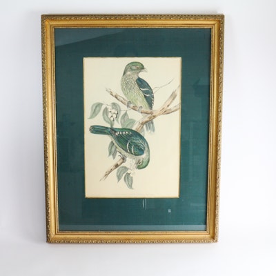 John Gould Framed Bird Print John Gould Framed Bird Print