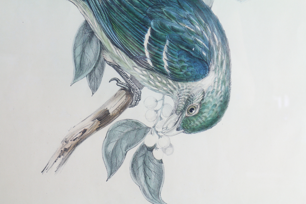 John Gould Framed Bird Print