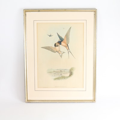 Famed Lithograph of "Hirundo Rustica" after John Gould Famed Lithograph of "Hirundo Rustica" after John Gould