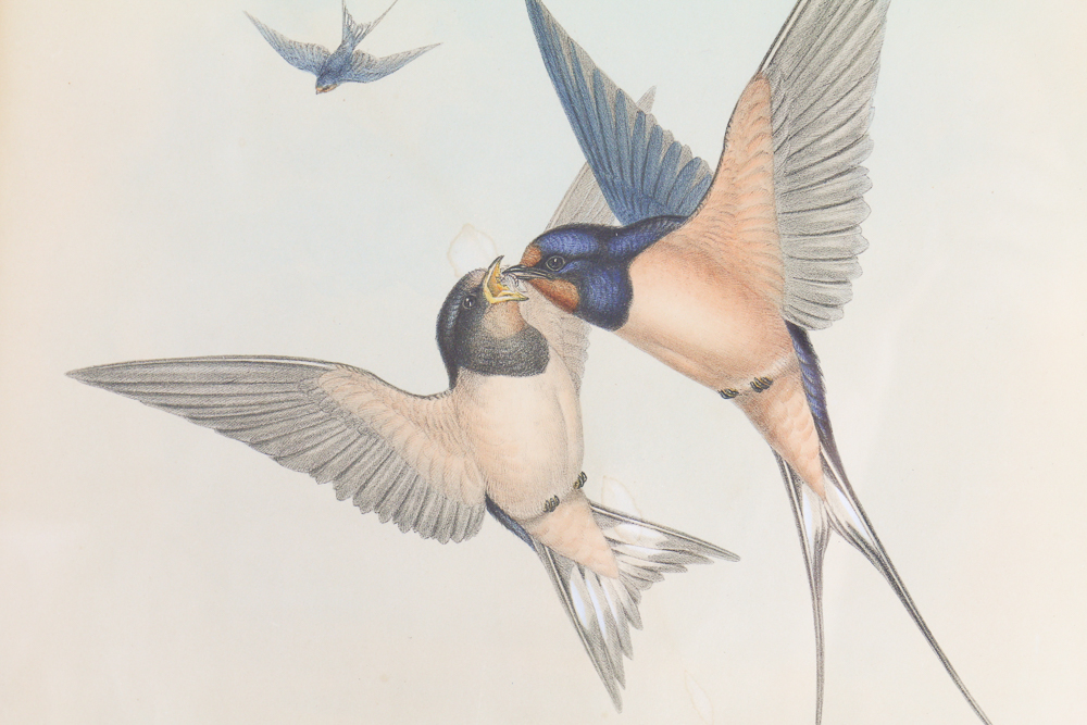 Famed Lithograph of "Hirundo Rustica" after John Gould