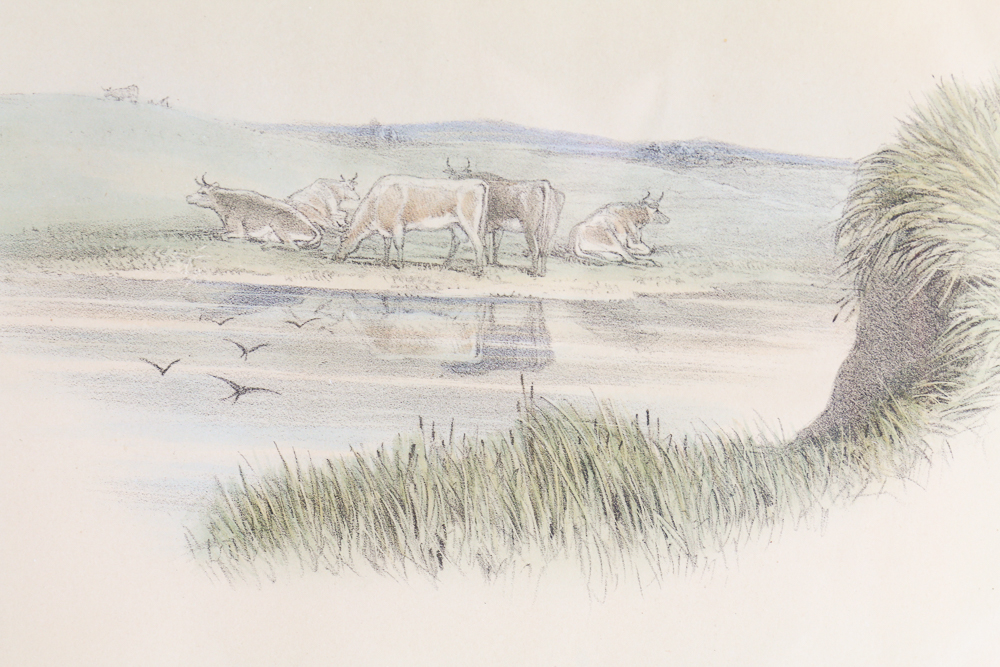 Famed Lithograph of "Hirundo Rustica" after John Gould