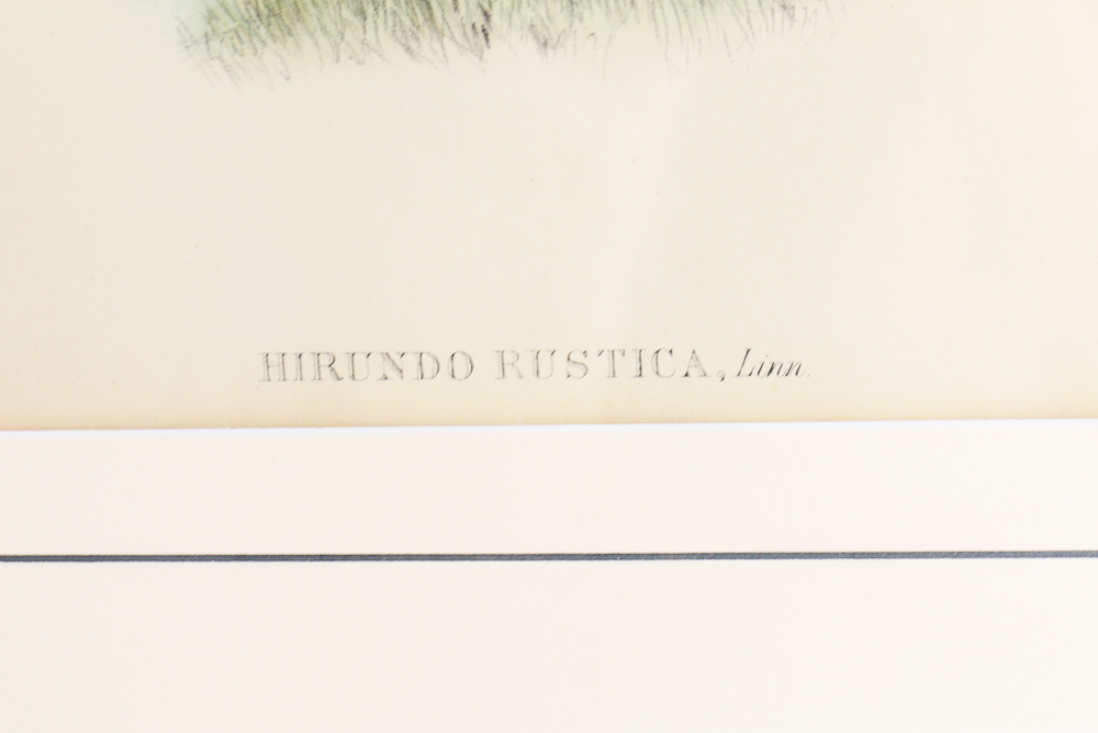 Famed Lithograph of "Hirundo Rustica" after John Gould